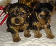 TEACUP YORKIE YORKSHIRE TERRIER PUPPPY 
